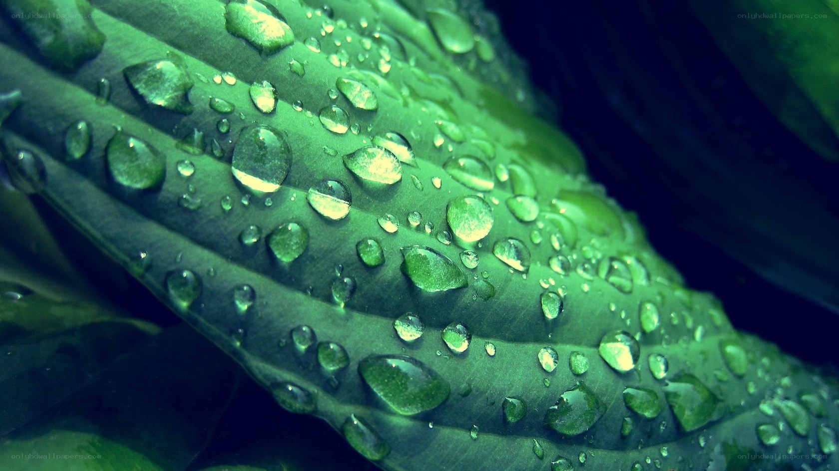 Water droplets on a green leaf