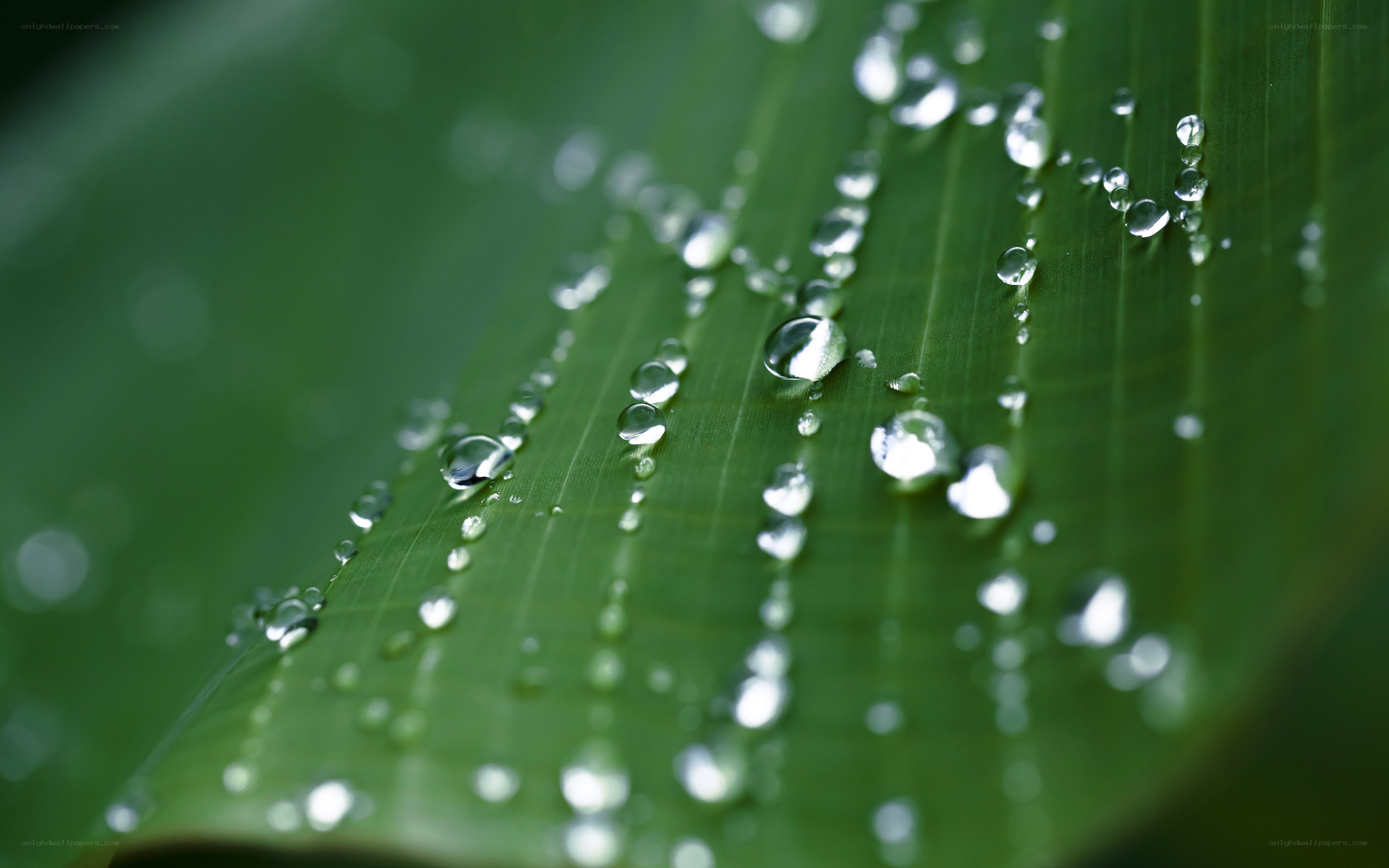 Water droplets on a green leaf