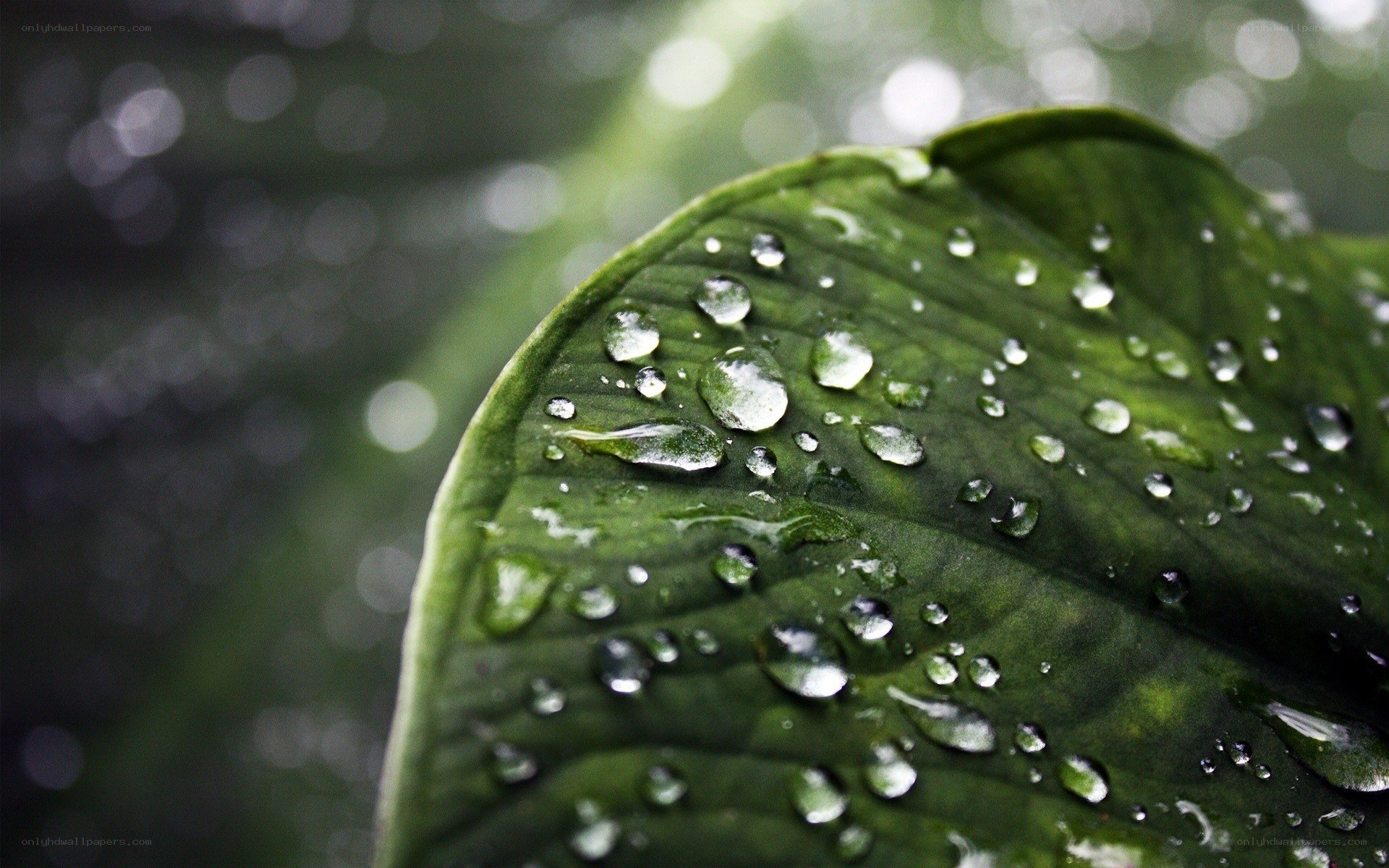 Water droplets on a green leaf