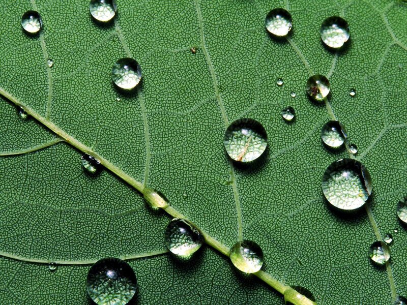 Water droplets on a green leaf