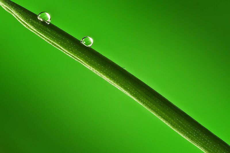 Water droplets on a green leaf