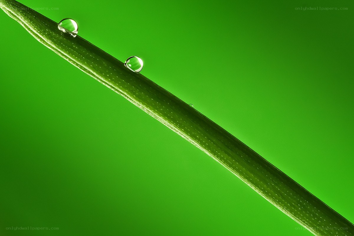 Water droplets on a green leaf