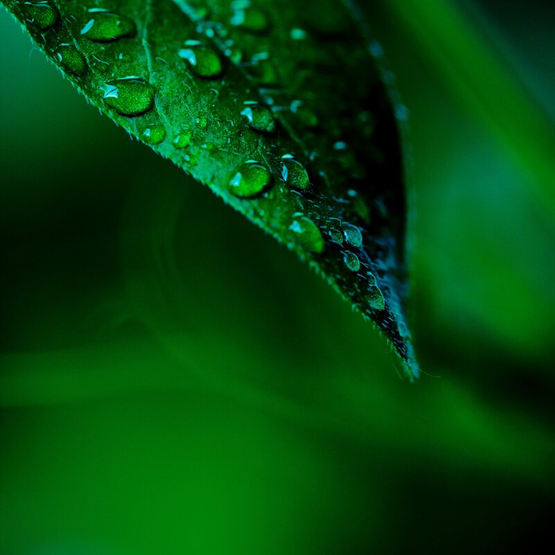 Water droplets on a green leaf