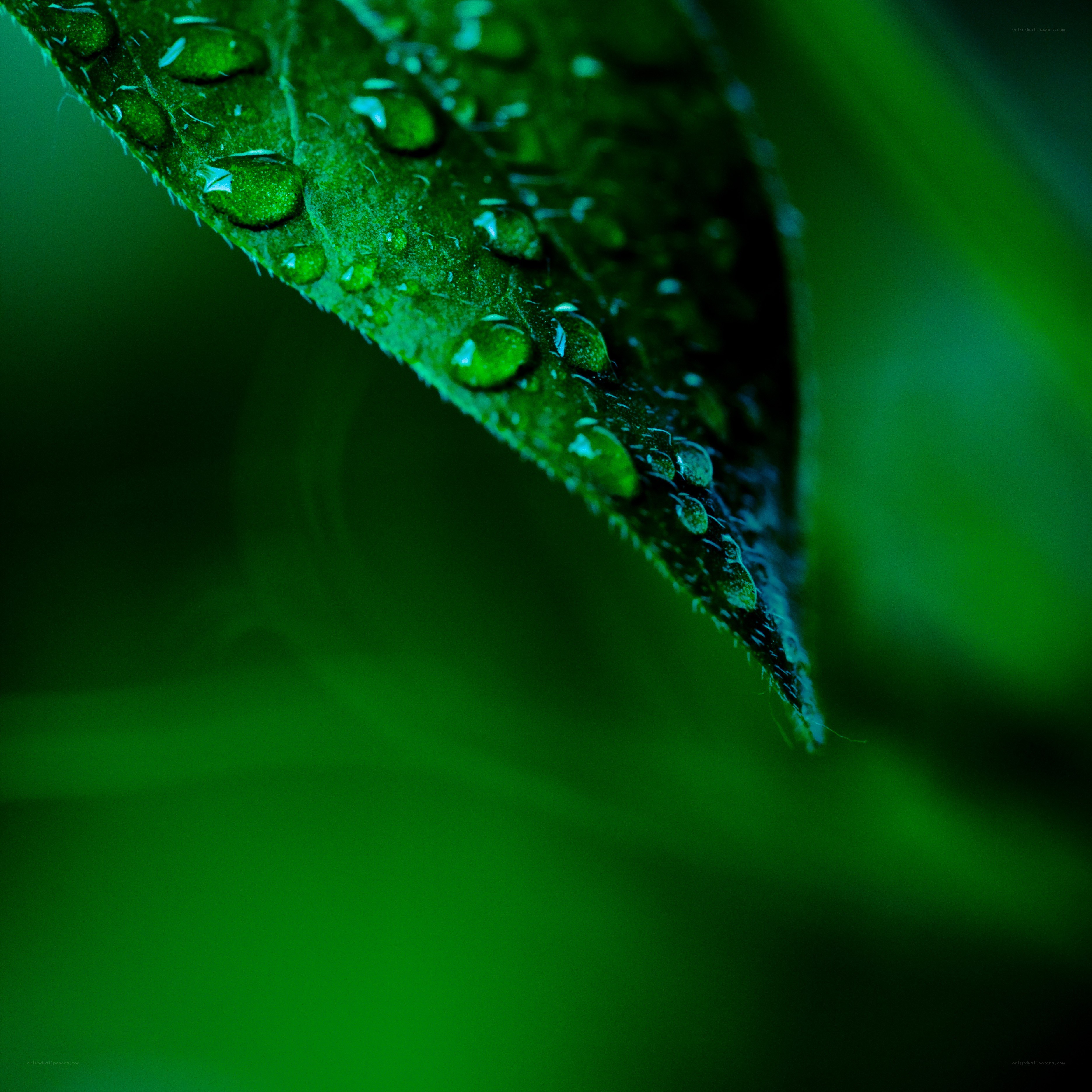 Water droplets on a green leaf