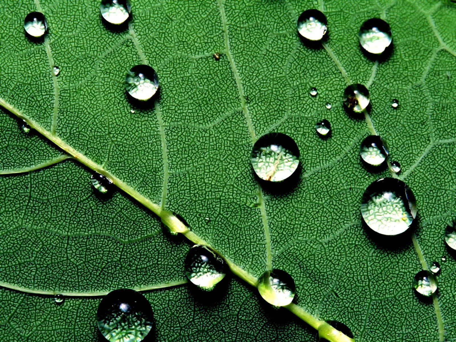 Water droplets on a green leaf