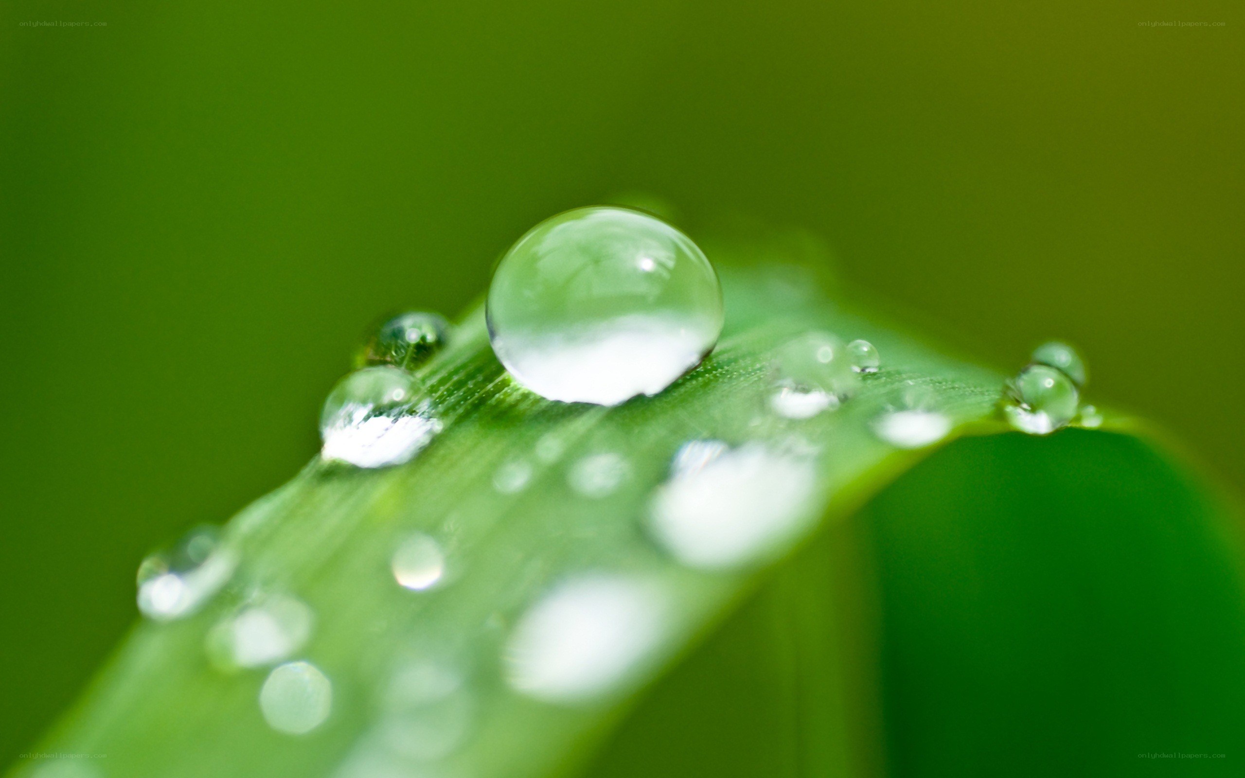 Water droplets on a green leaf