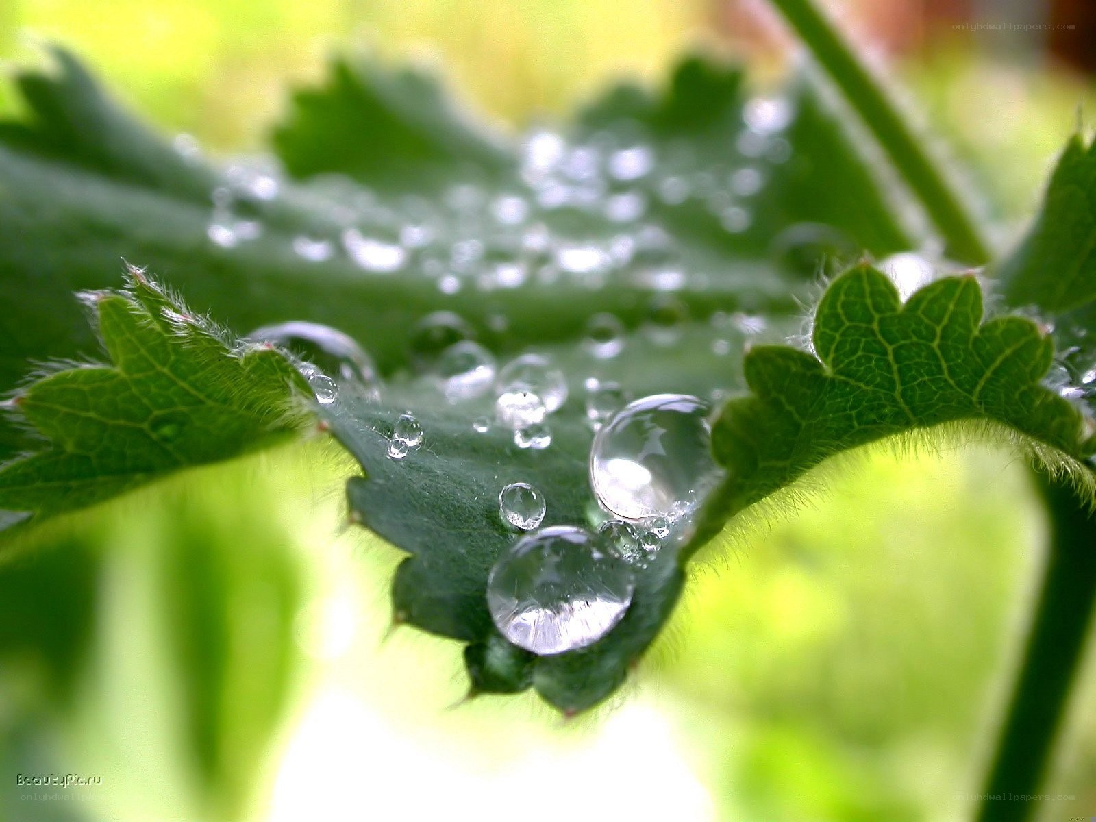 Water droplets on a green leaf