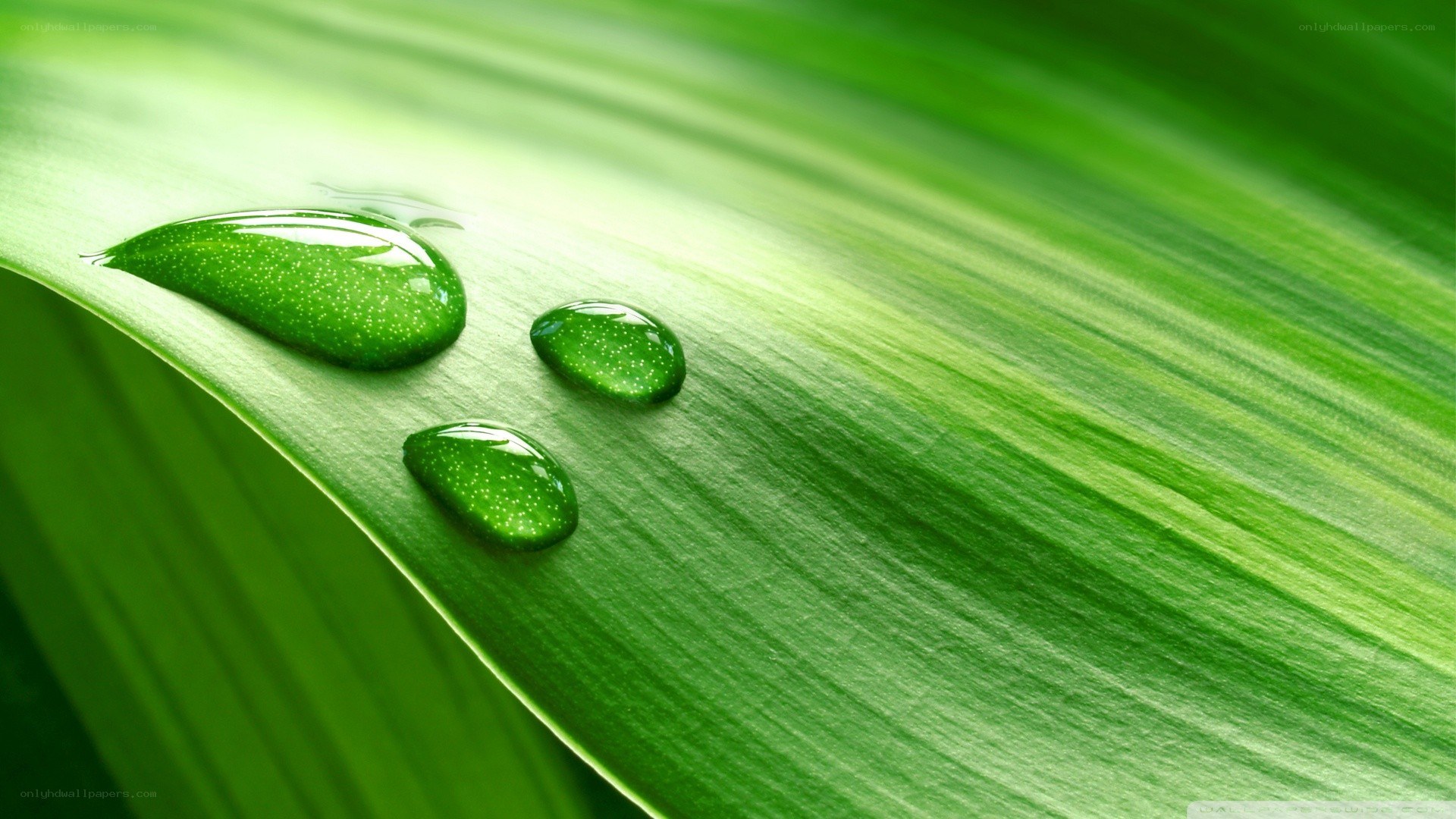 Water droplets on a green leaf