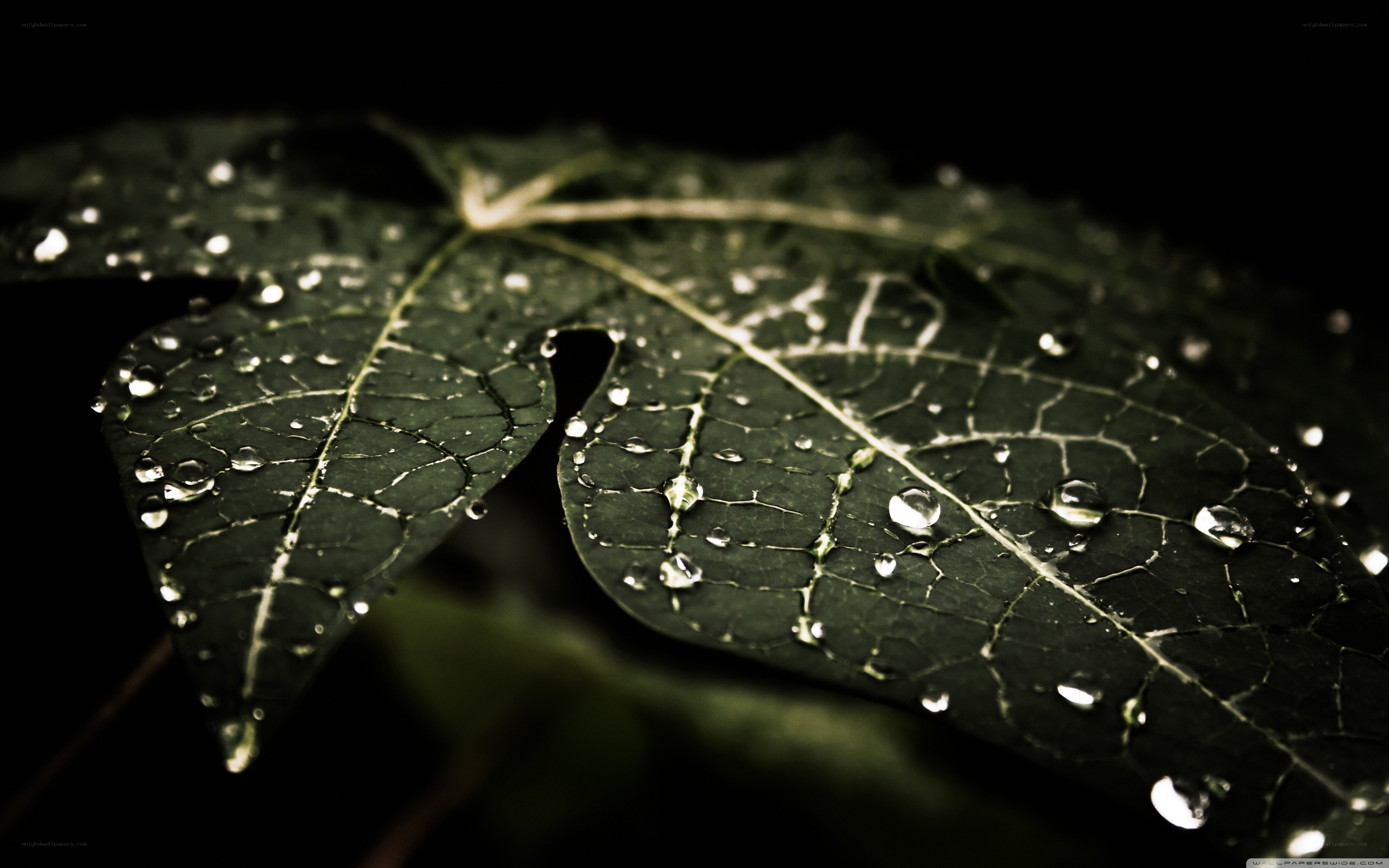 Water droplets on a green leaf