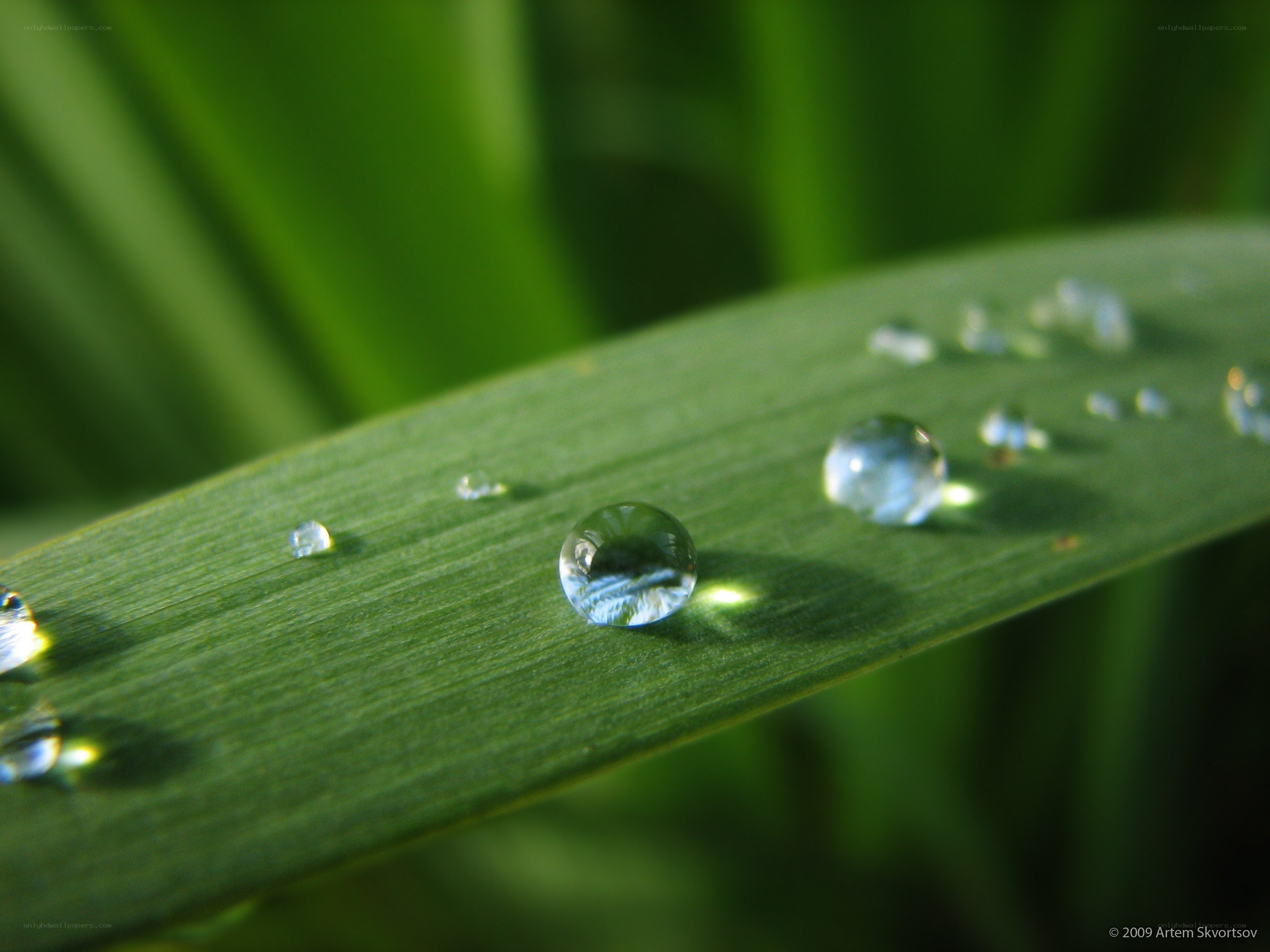 Water droplets on a green leaf