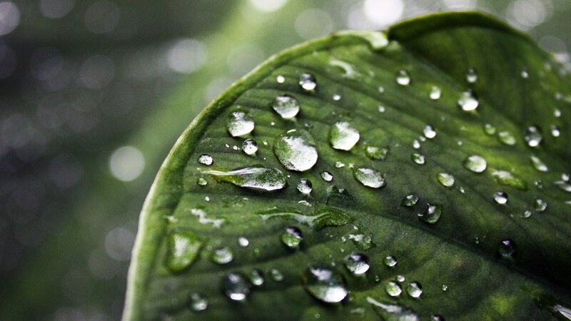 Water droplets on a green leaf