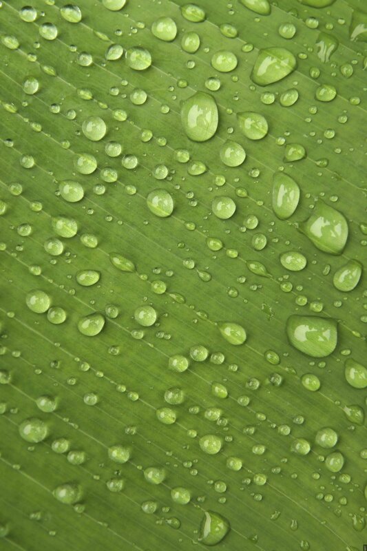 Water droplets on a green leaf