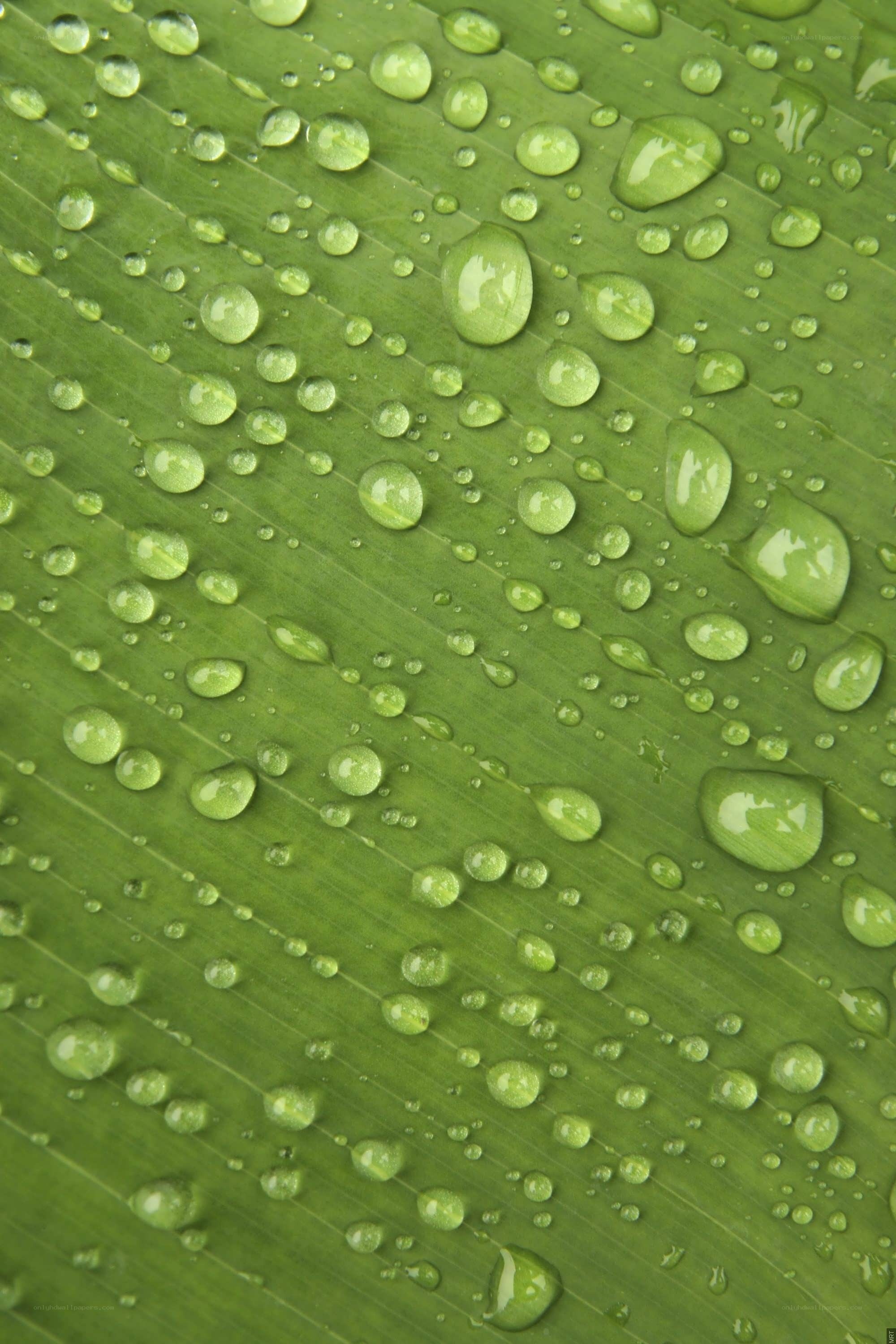 Water droplets on a green leaf