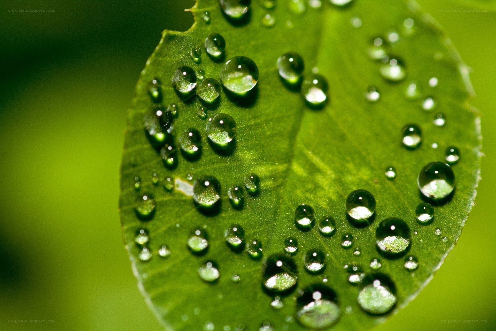 Water droplets on a green leaf