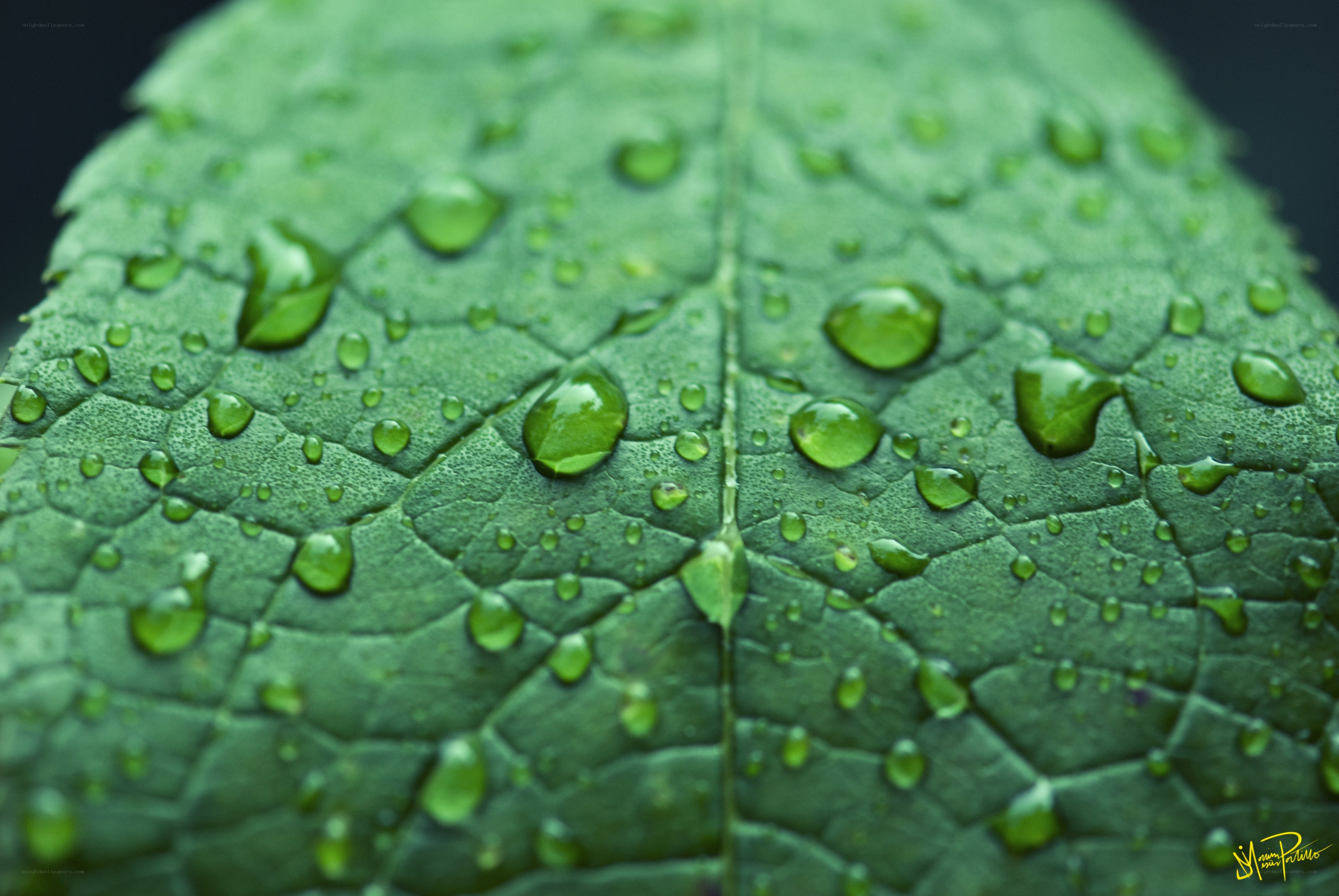 Water droplets on a green leaf