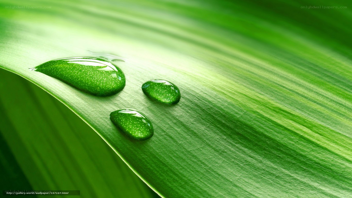Water droplets on a green leaf