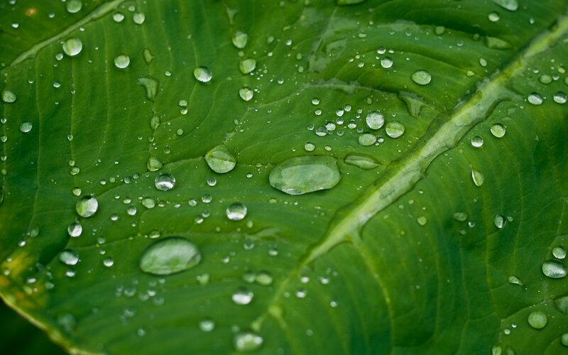 Water droplets on a green leaf