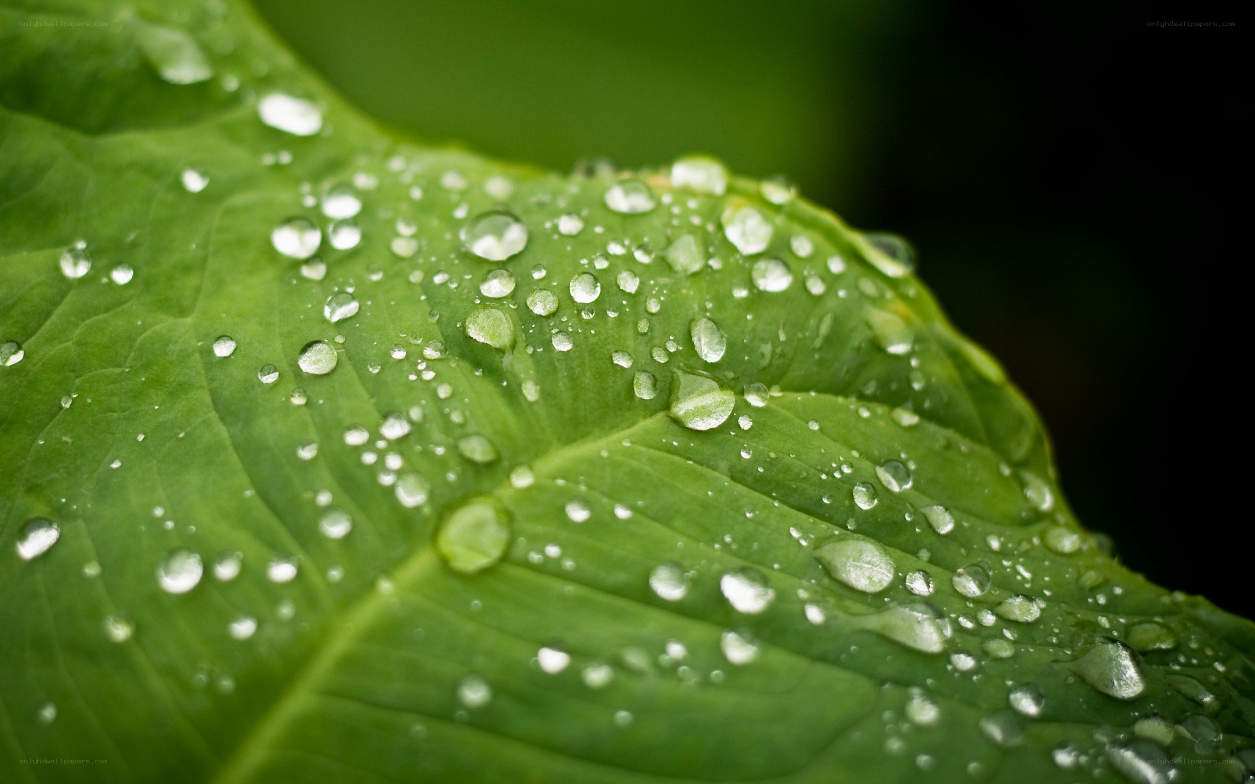 Water droplets on a green leaf