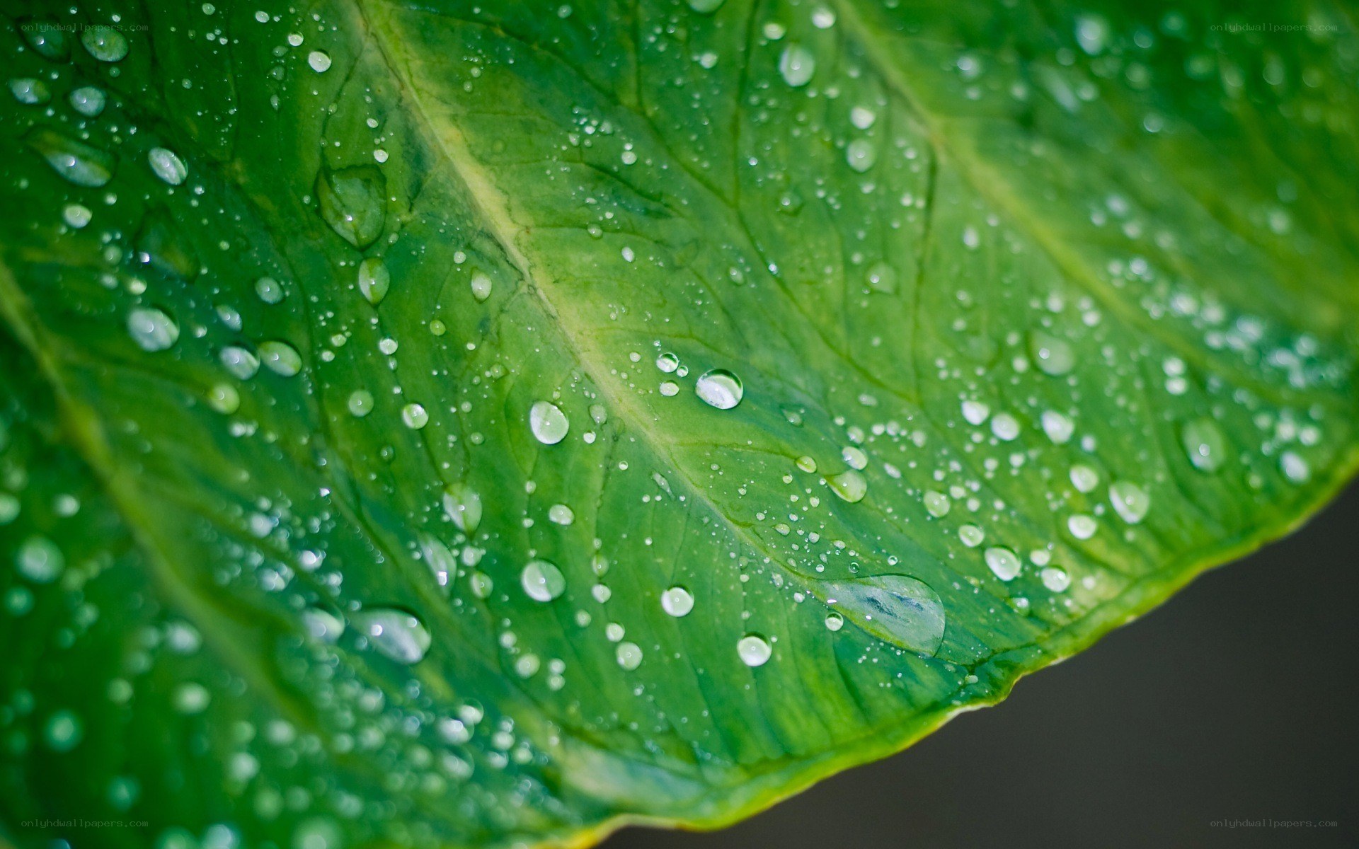Water droplets on a green leaf