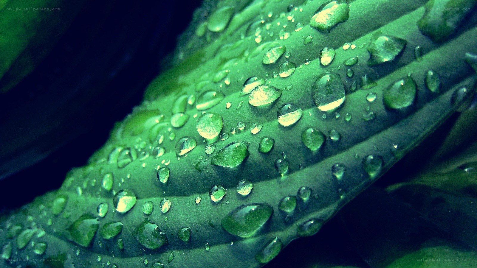 Water droplets on a green leaf