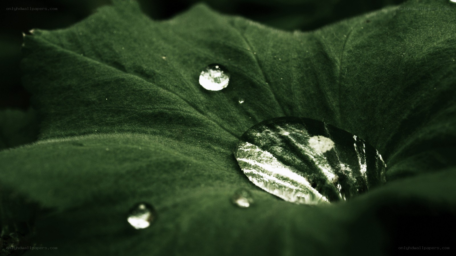 Water droplets on a green leaf