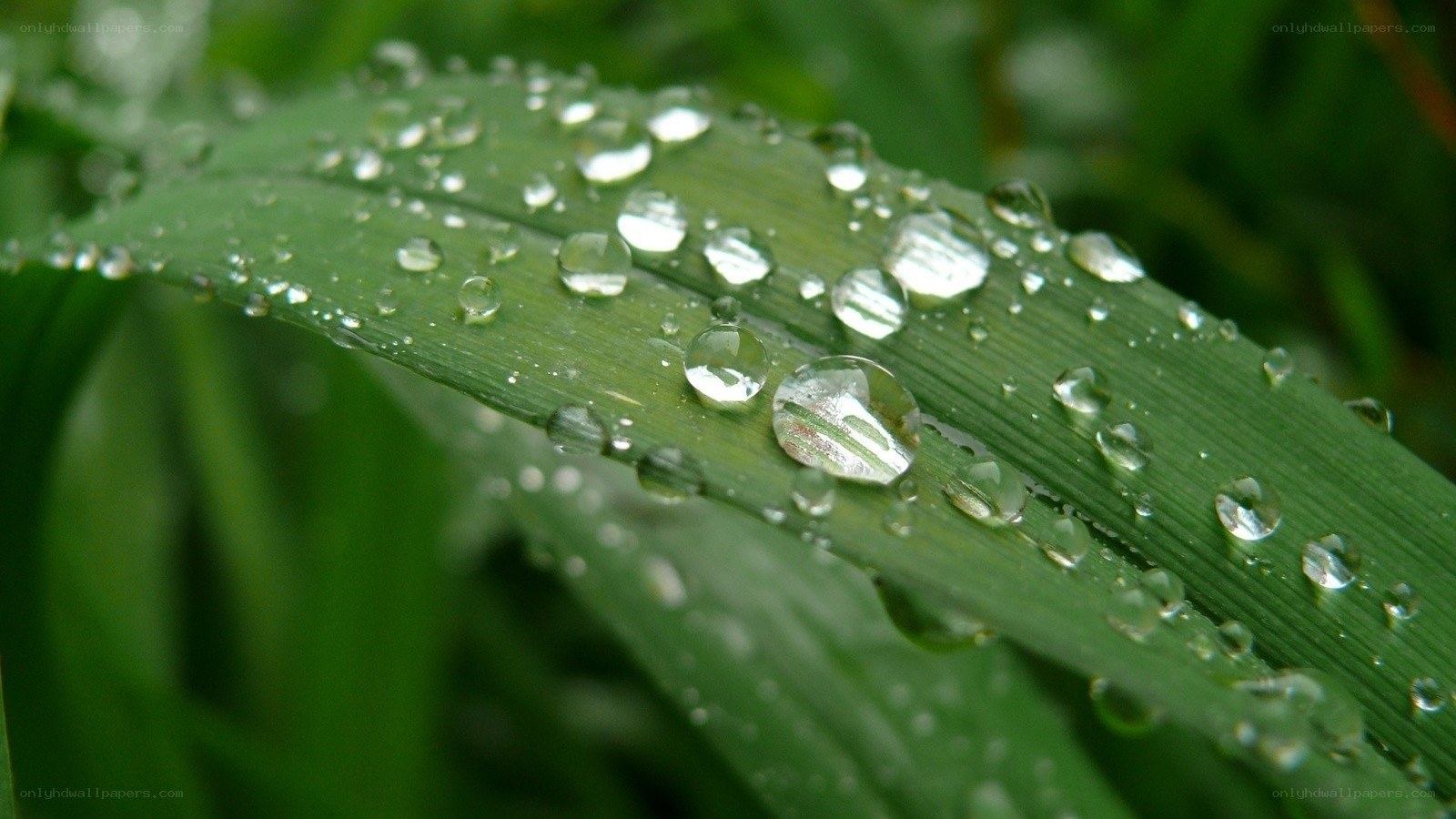 Water droplets on a green leaf