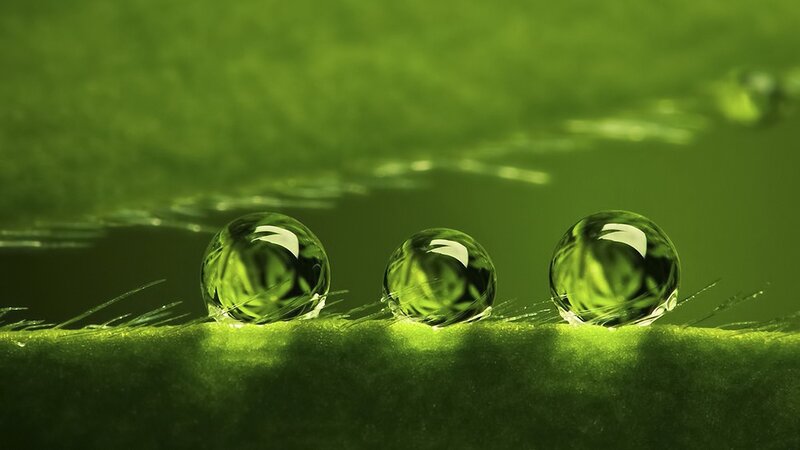 Water droplets on a green leaf