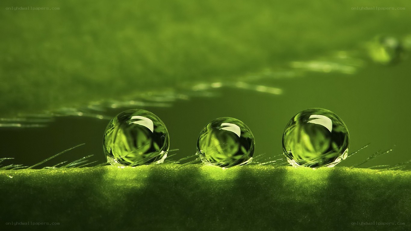 Water droplets on a green leaf