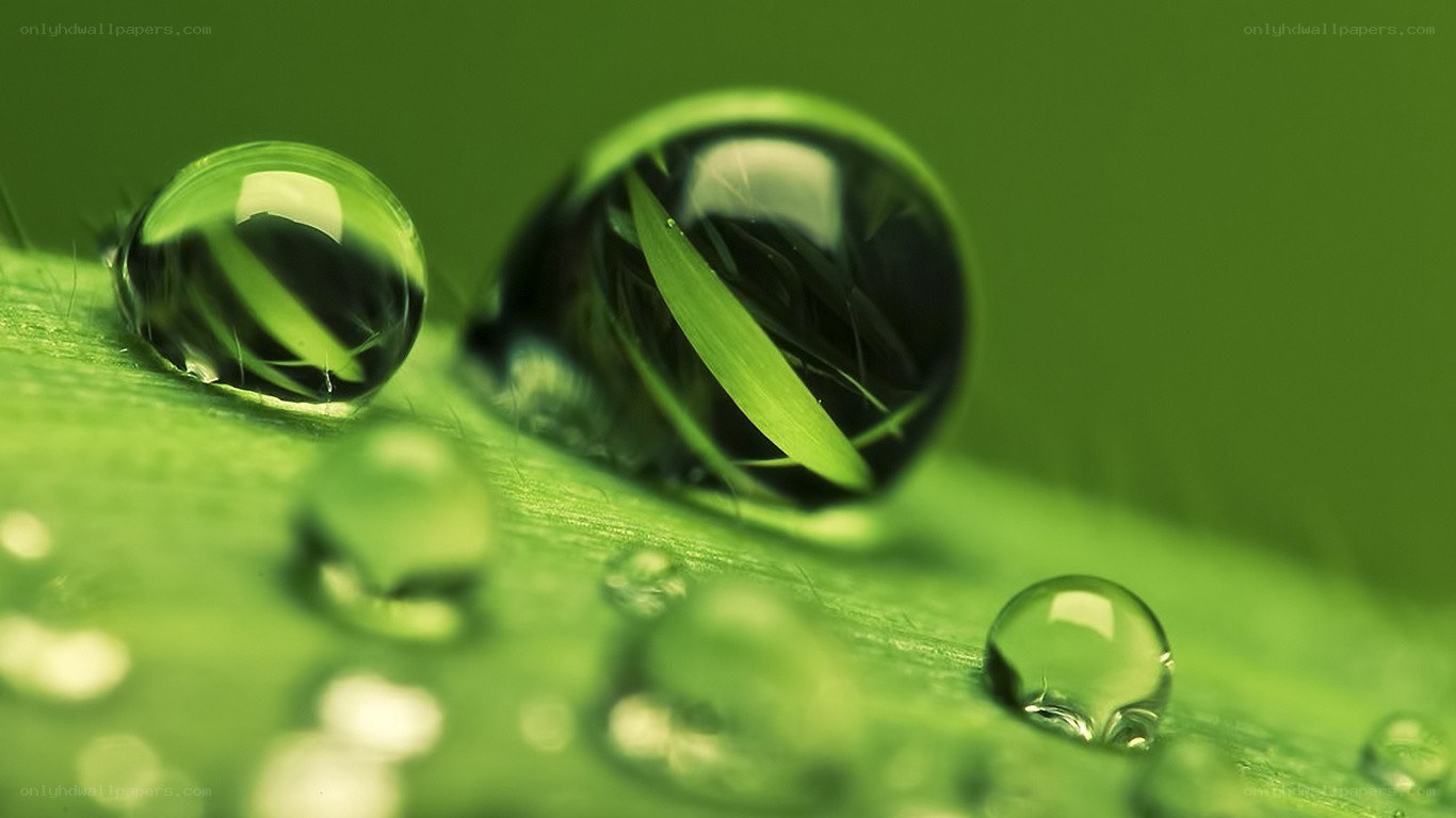 Water droplets on a green leaf