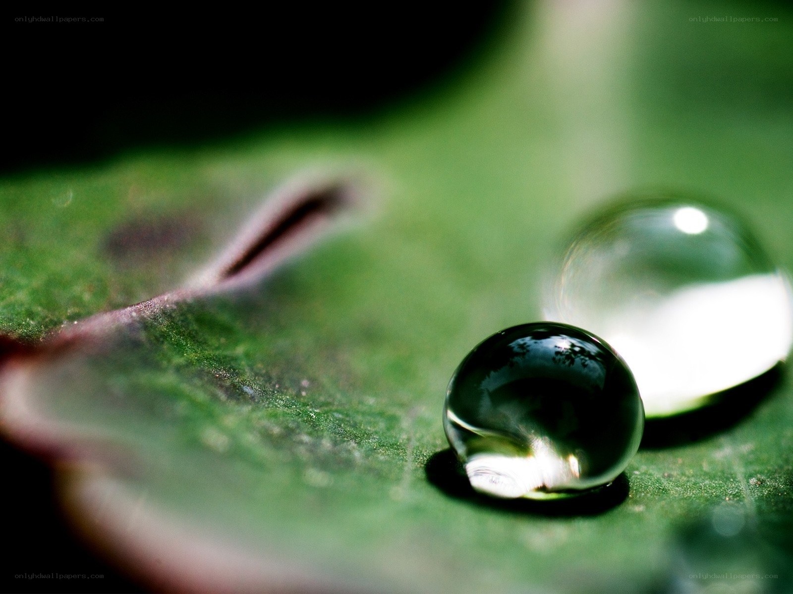 Water droplets on a green leaf