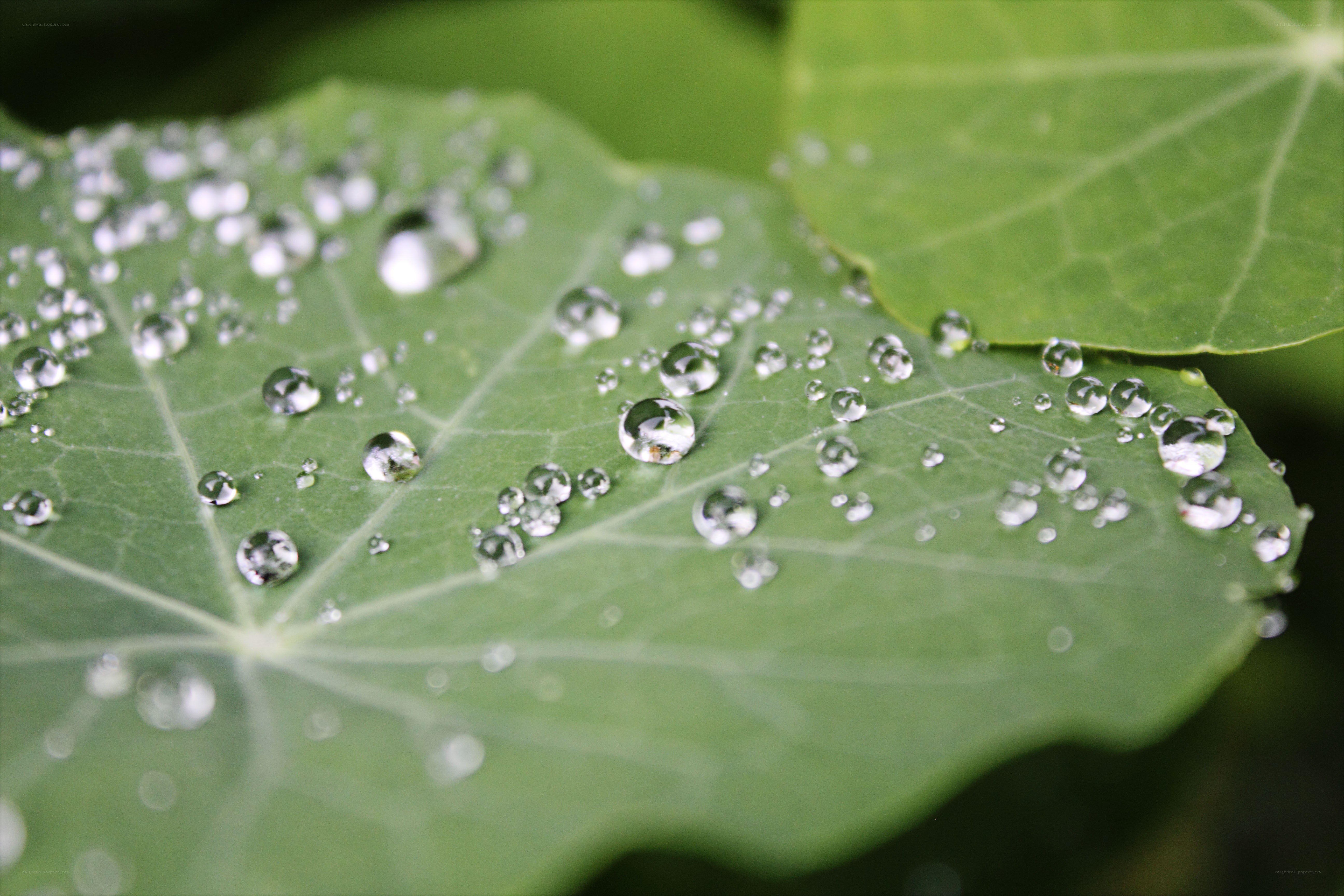 Water droplets on a green leaf