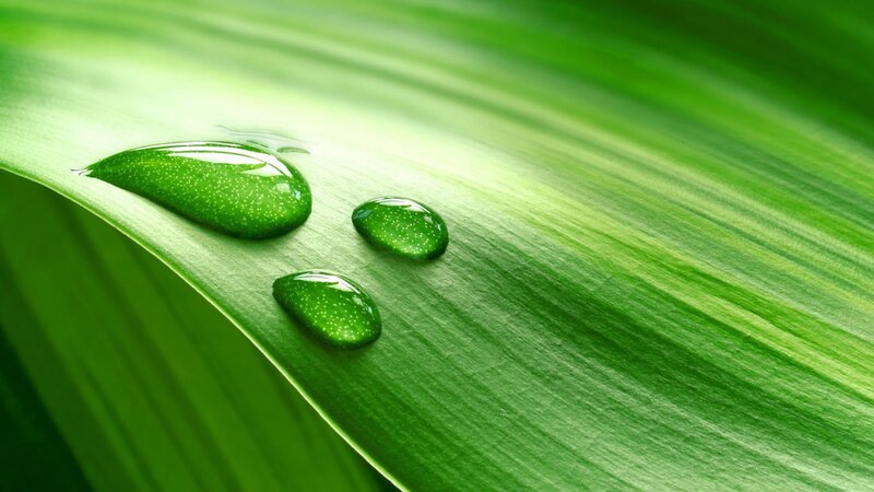 Water droplets on a green leaf