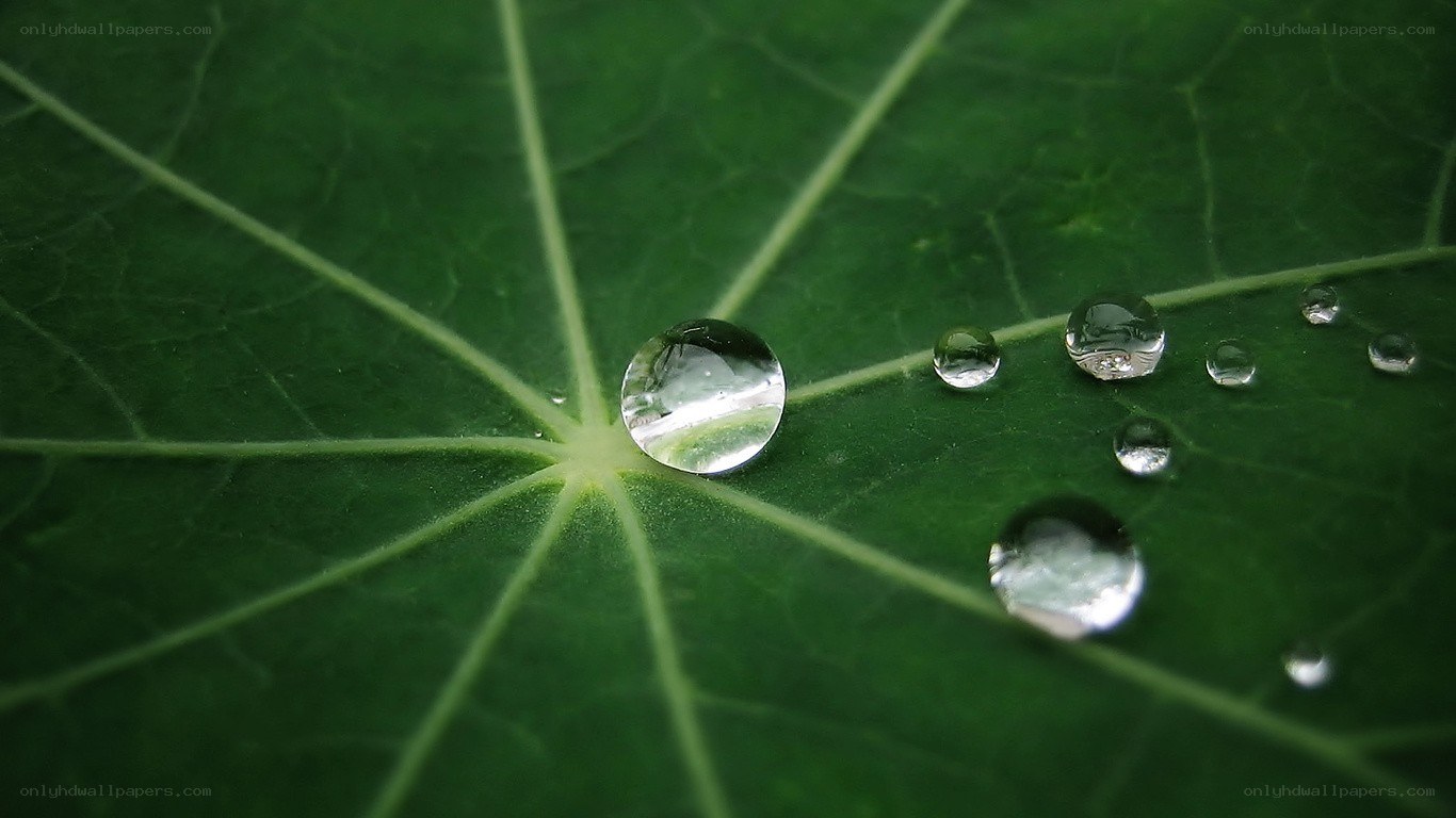 Water droplets on a green leaf