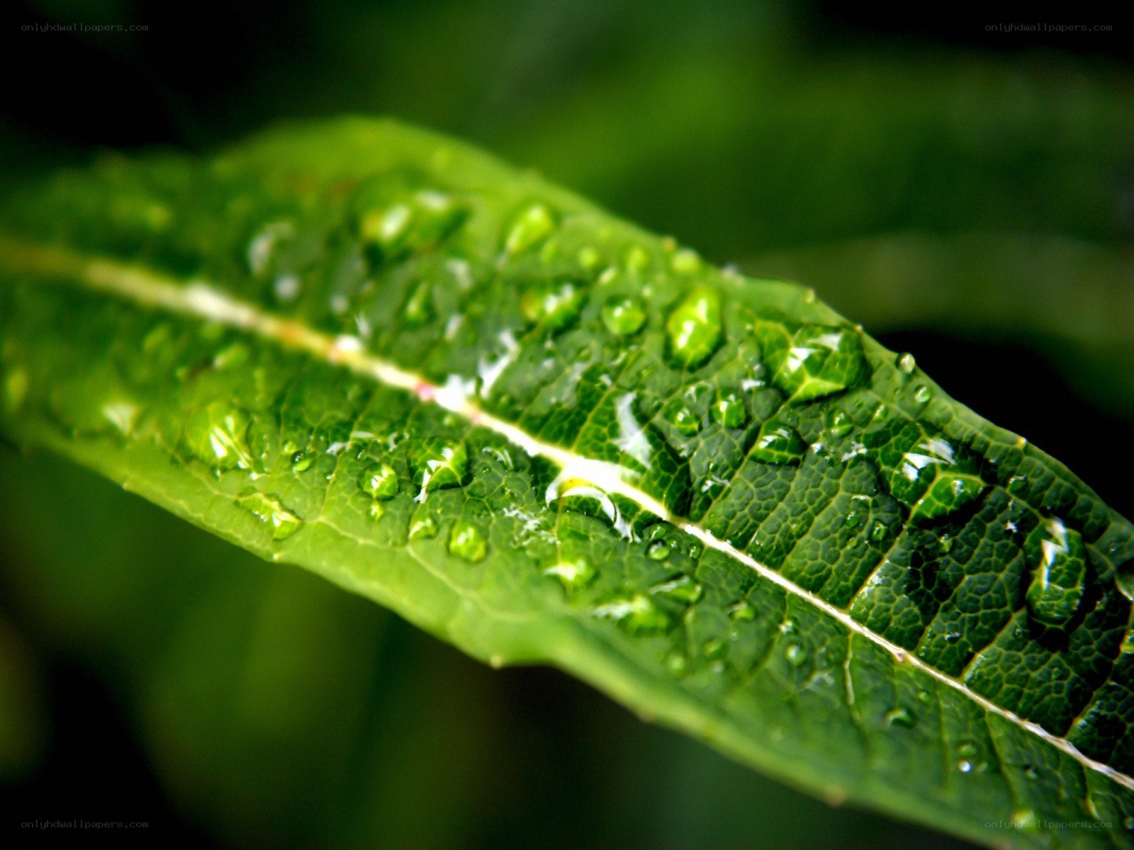 Water droplets on a green leaf