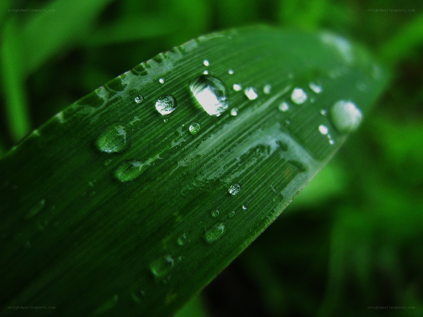 Water droplets on a green leaf