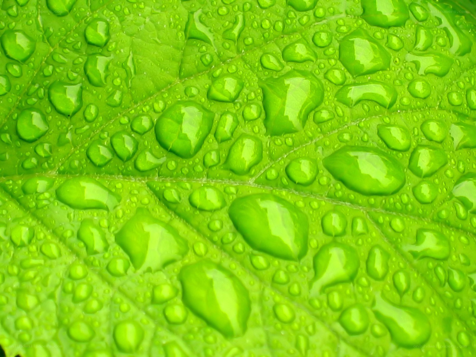 Water droplets on a green leaf