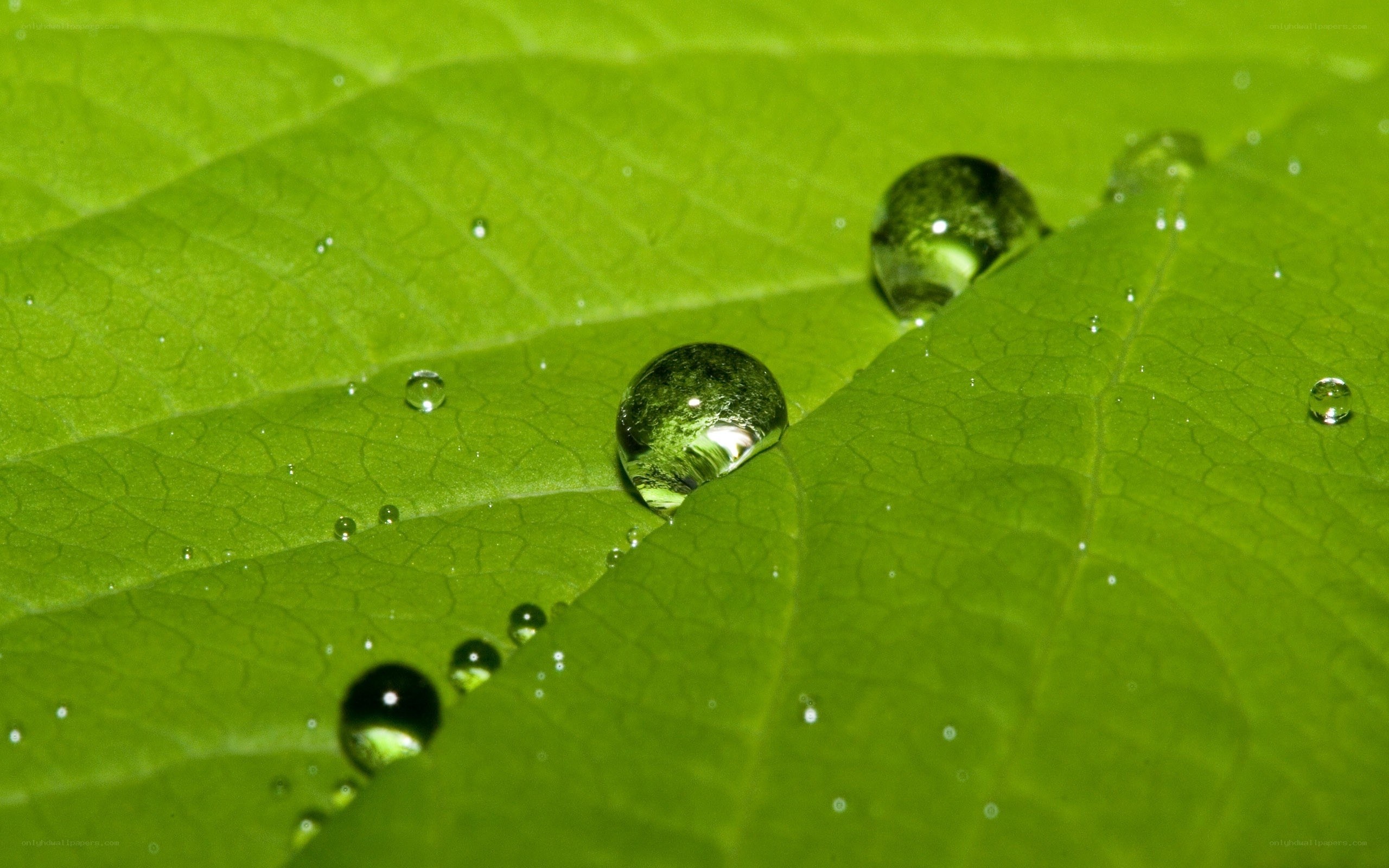Water droplets on a green leaf