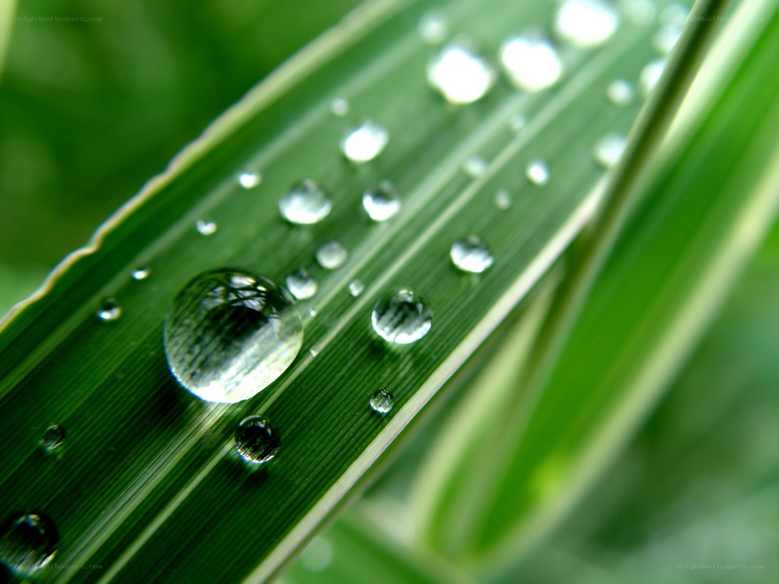 Water droplets on a green leaf