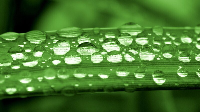 Water droplets on a green leaf