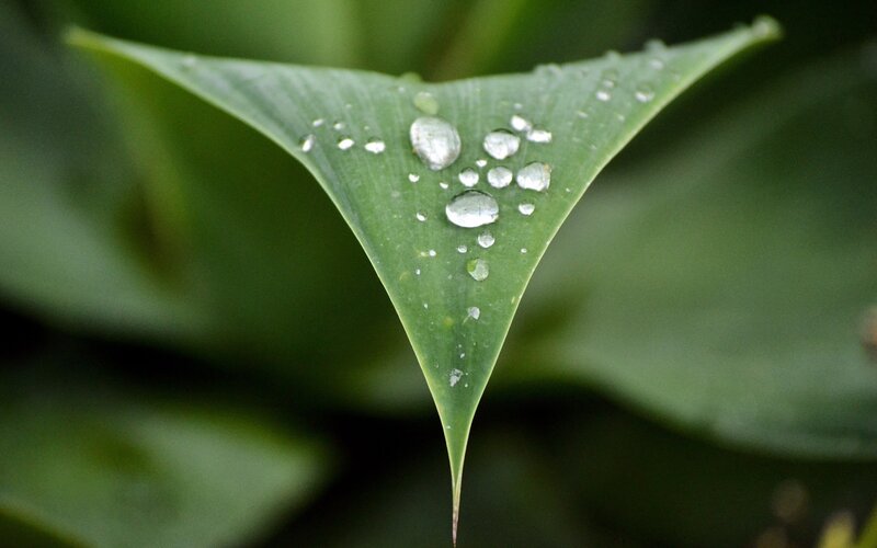 Water droplets on a green leaf