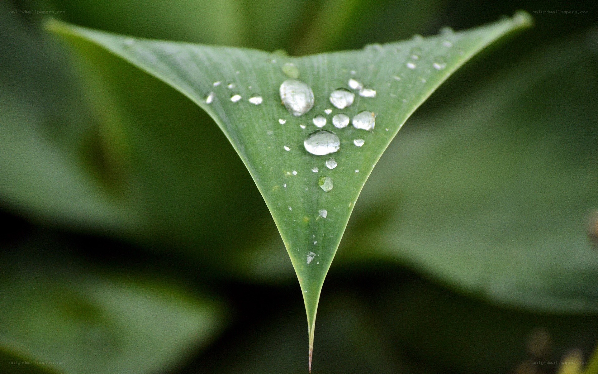Water droplets on a green leaf