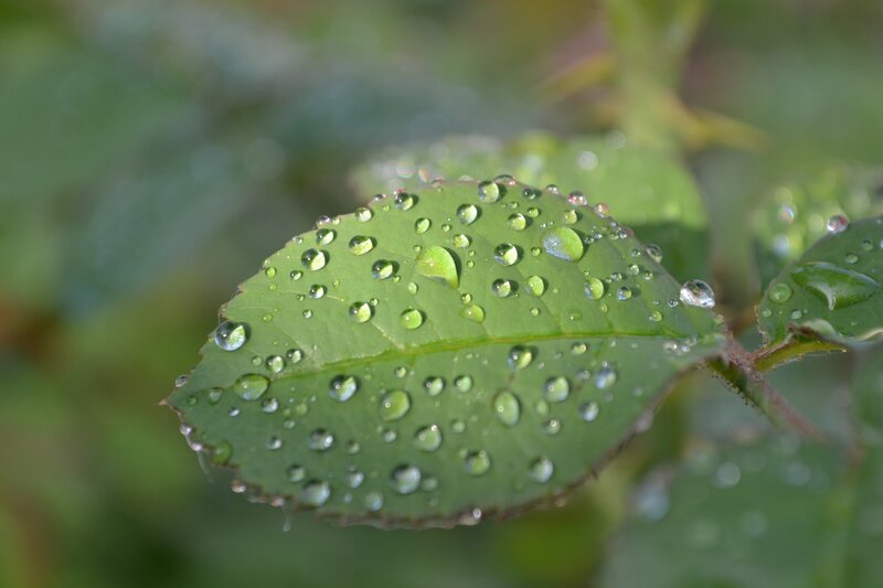 Water droplets on a green leaf
