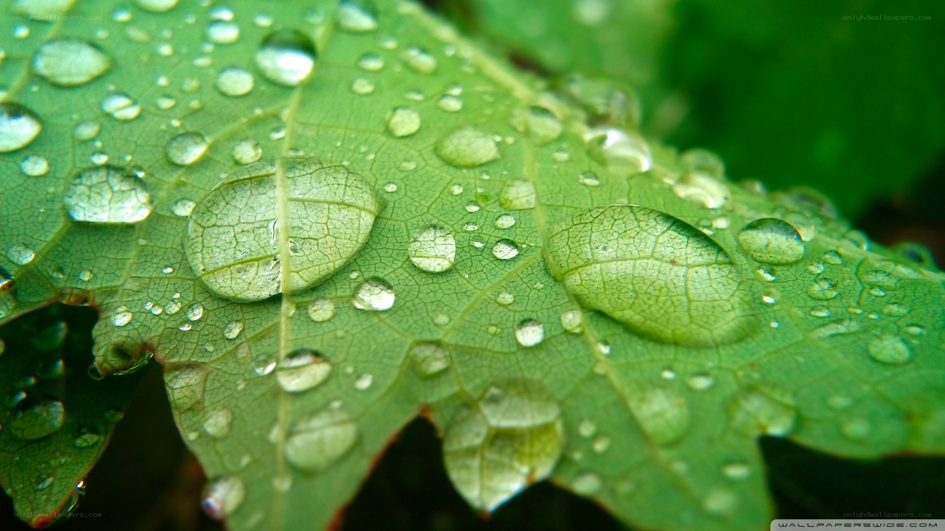Water droplets on a green leaf