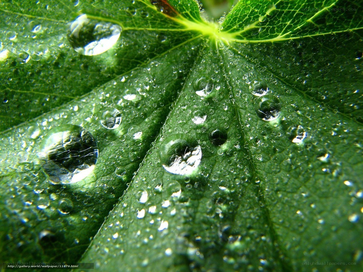 Water droplets on a green leaf