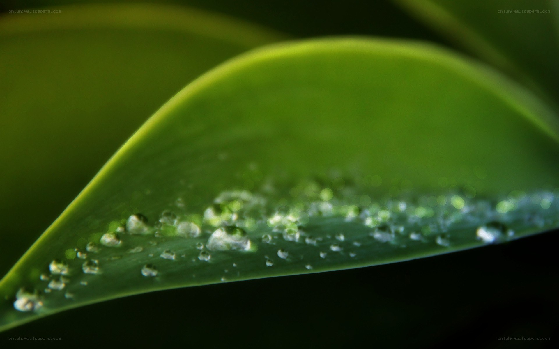 Water droplets on a green leaf