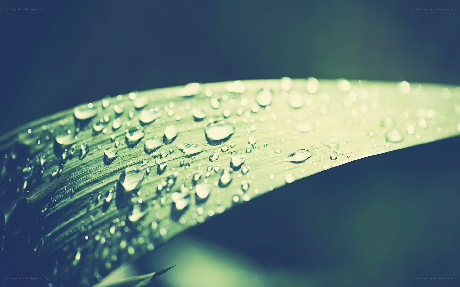 Water droplets on a green leaf