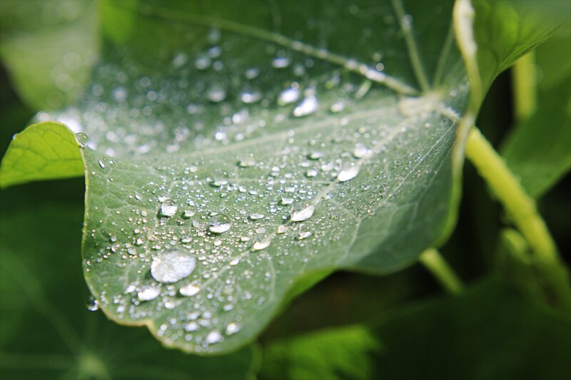 Water droplets on a green leaf