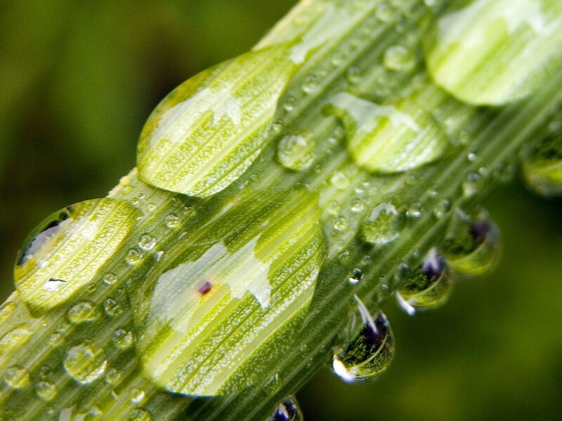 Water droplets on a green leaf