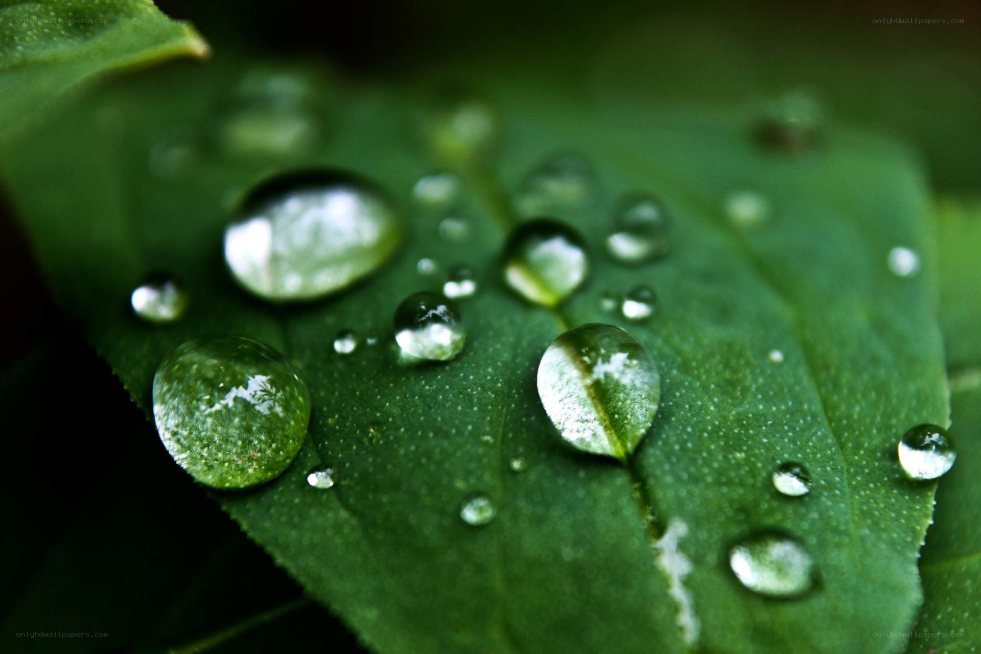 Water droplets on a green leaf