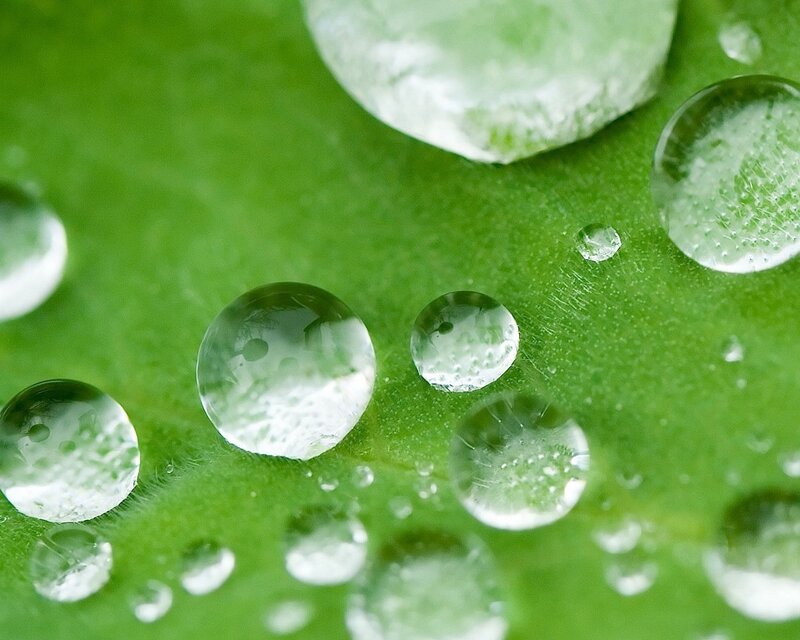 Water droplets on a green leaf